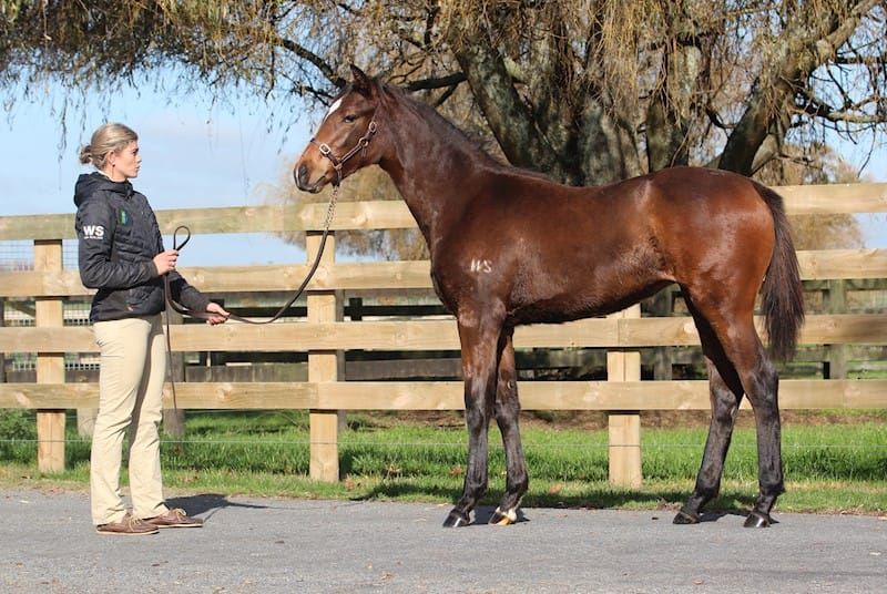 Chittick delighted with results of weekend weanling parade