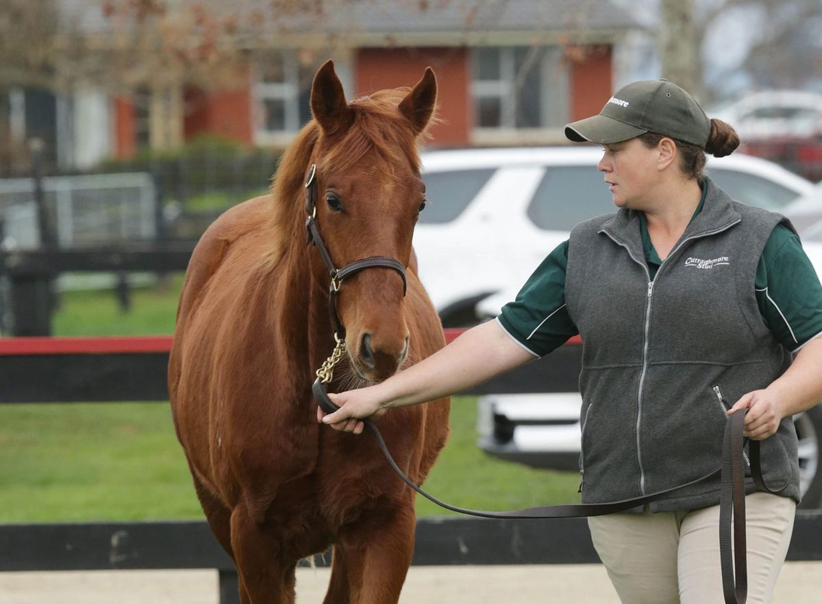 Cunningham bullish on weanling sale format