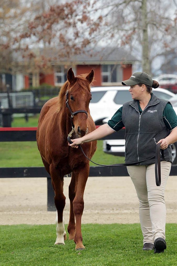 Proisir colt tops National Weanling Sale