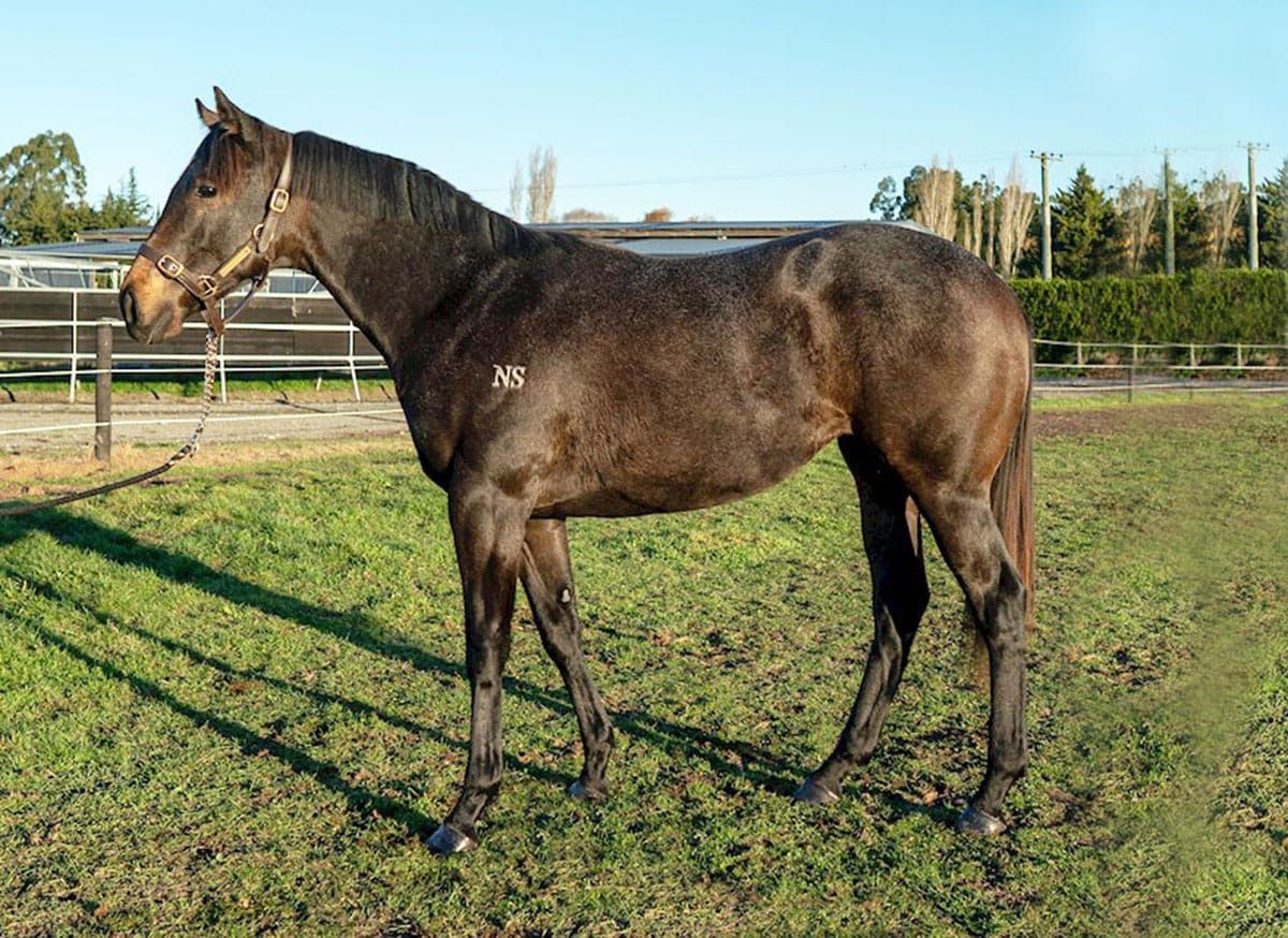 Reliable Man Filly Tops Digital South Island Sale