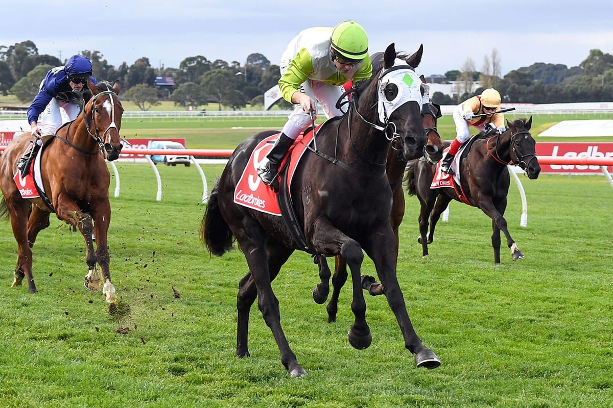Gelagotis looks towards the spring with gelding