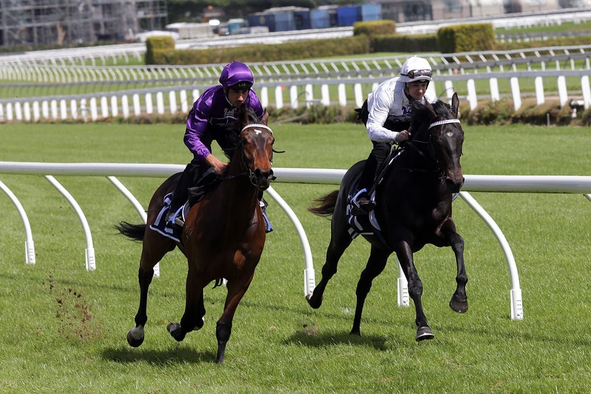 NZB Ready to Run Sale Breeze Up Dates Confirmed