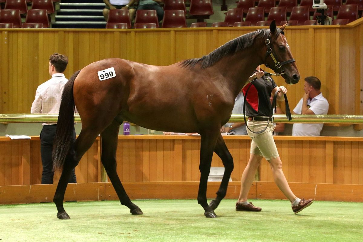 Karaka 2021 Sales Update in regard to the Covid-19 situation