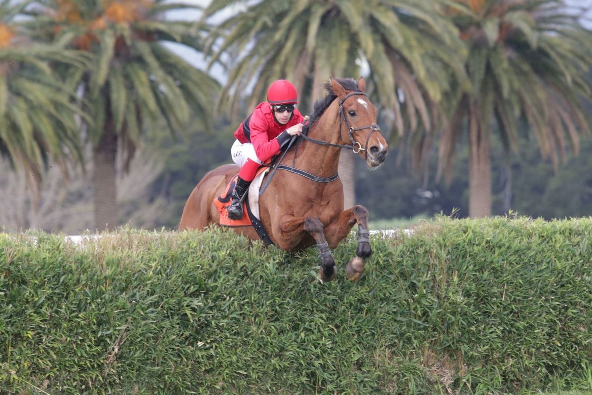 Jumping features instore for Nelson pair