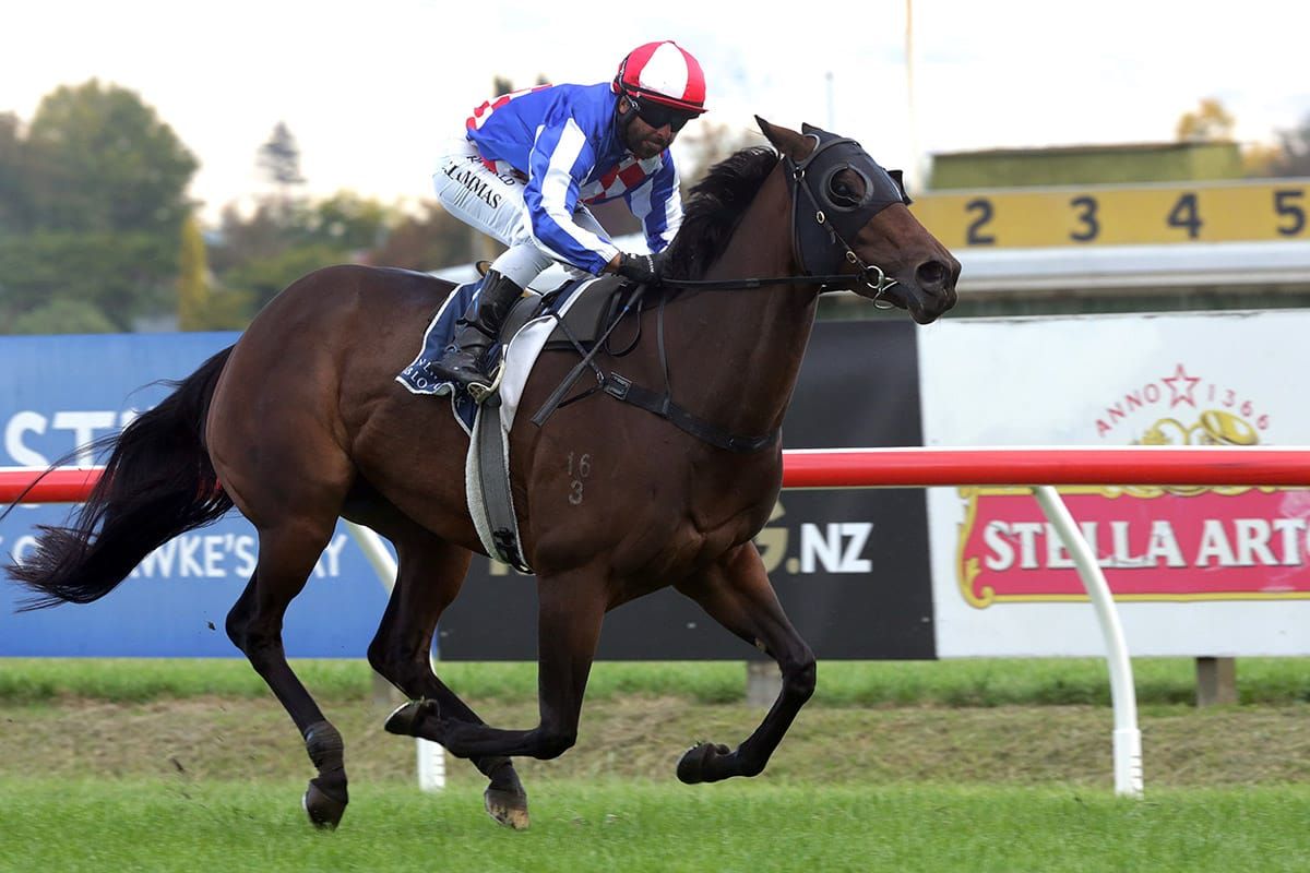 Star Kelso mares to gallop at Matamata
