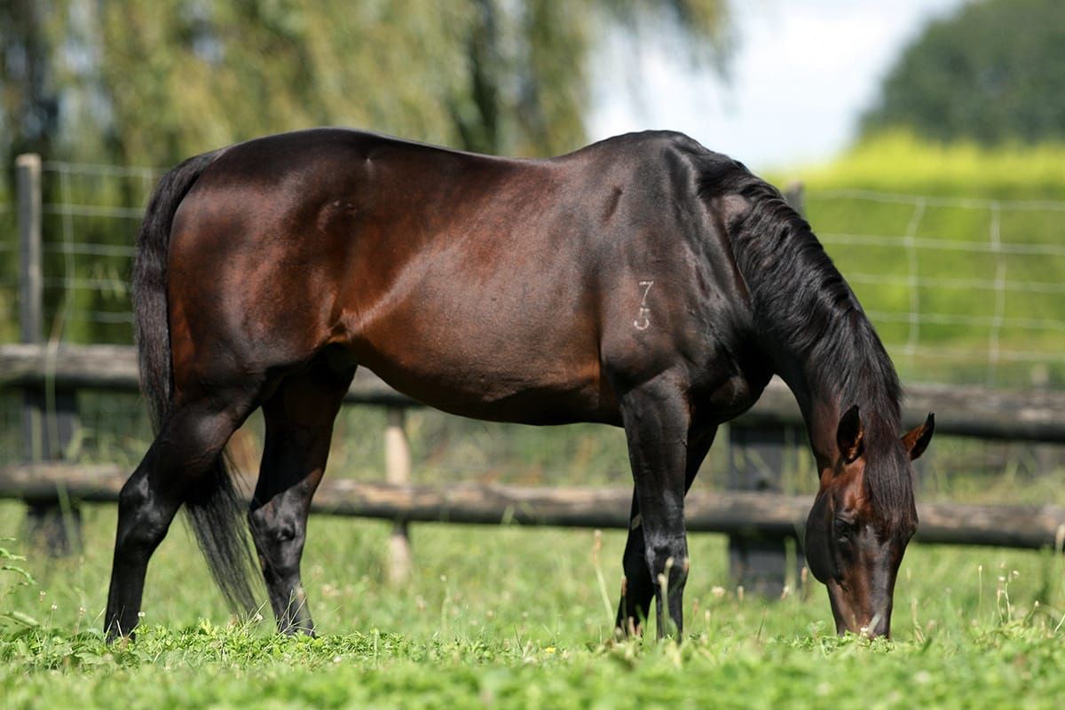 Progressive Travest chasing Rosehill win