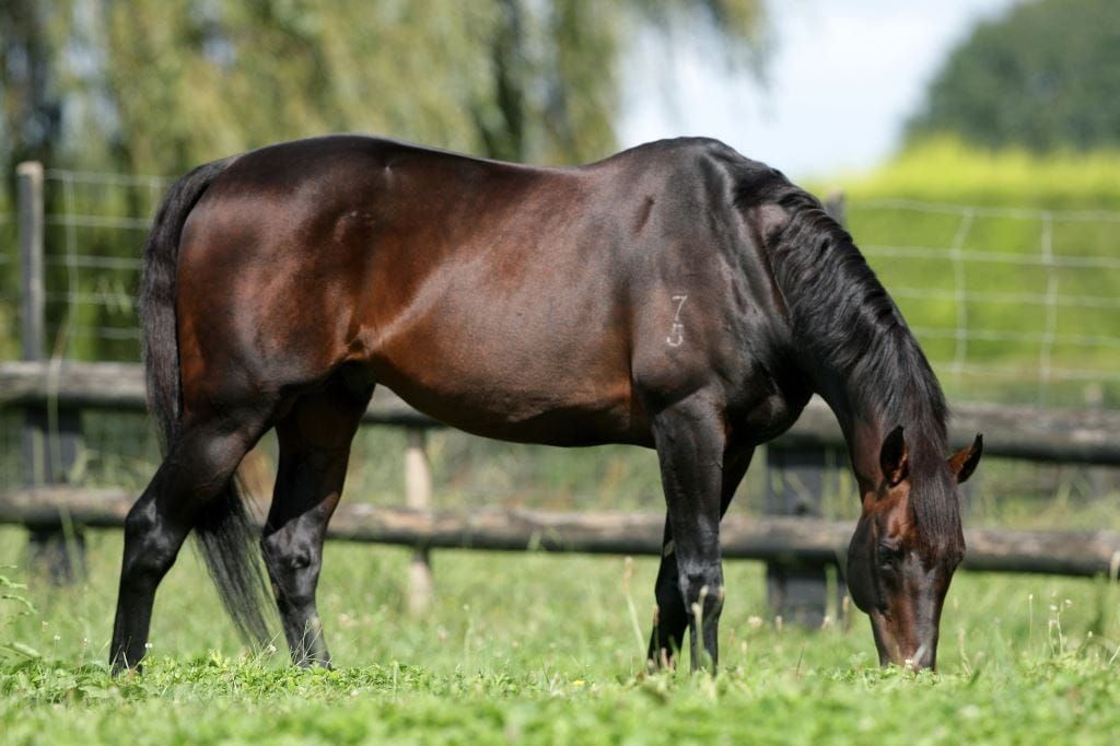 Posthumous purple patch for Tavistock