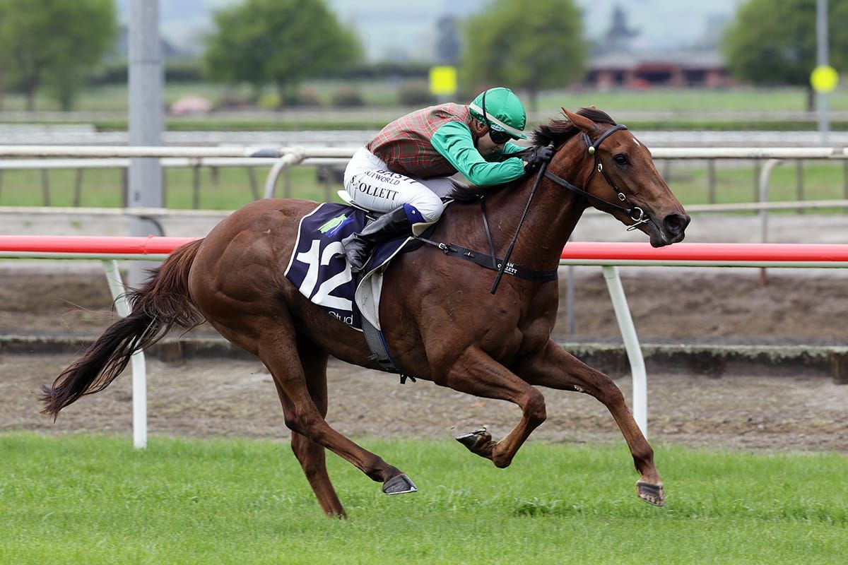 Travelling Light on target for Te Rapa feature