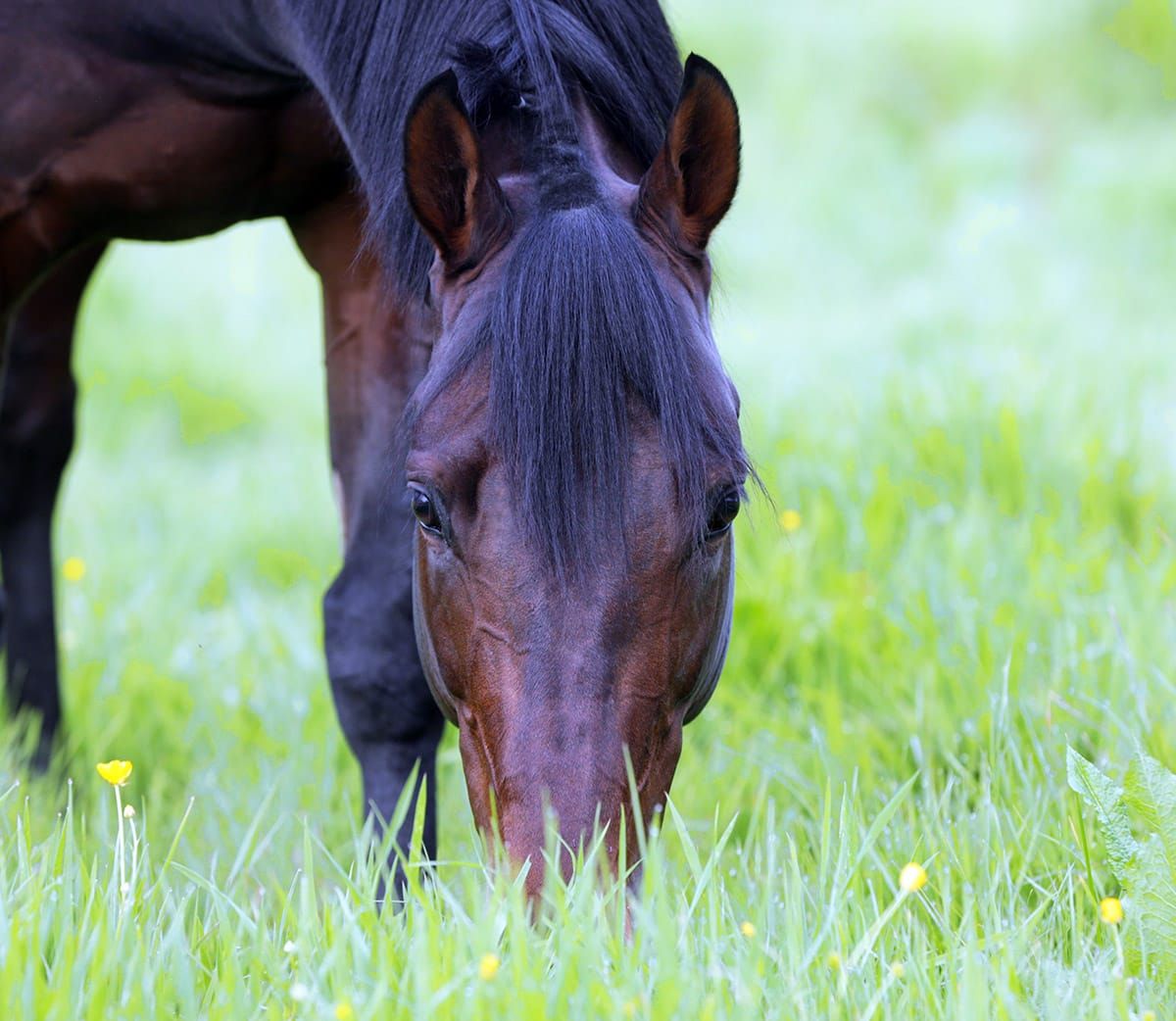WOOTTON BASSETT SALE WELCOME NEWS FOR CAMBRIDGE STUD