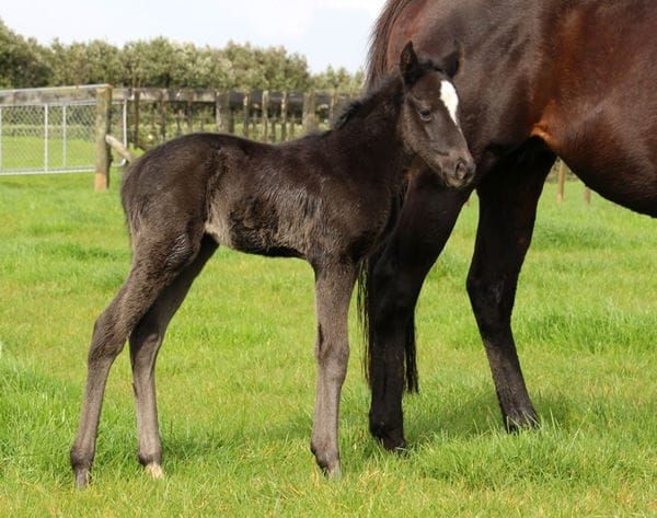 First NZ Foal for Ace High
