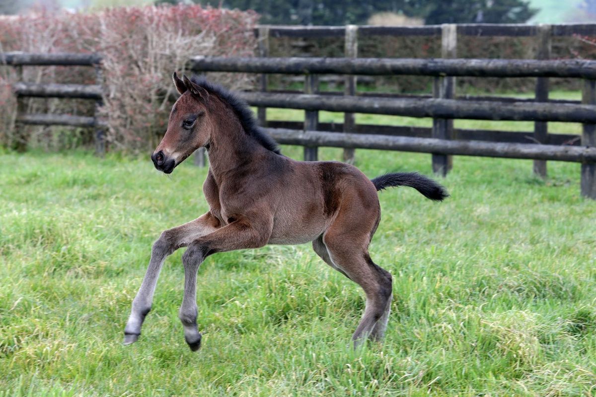 30 day foal notification