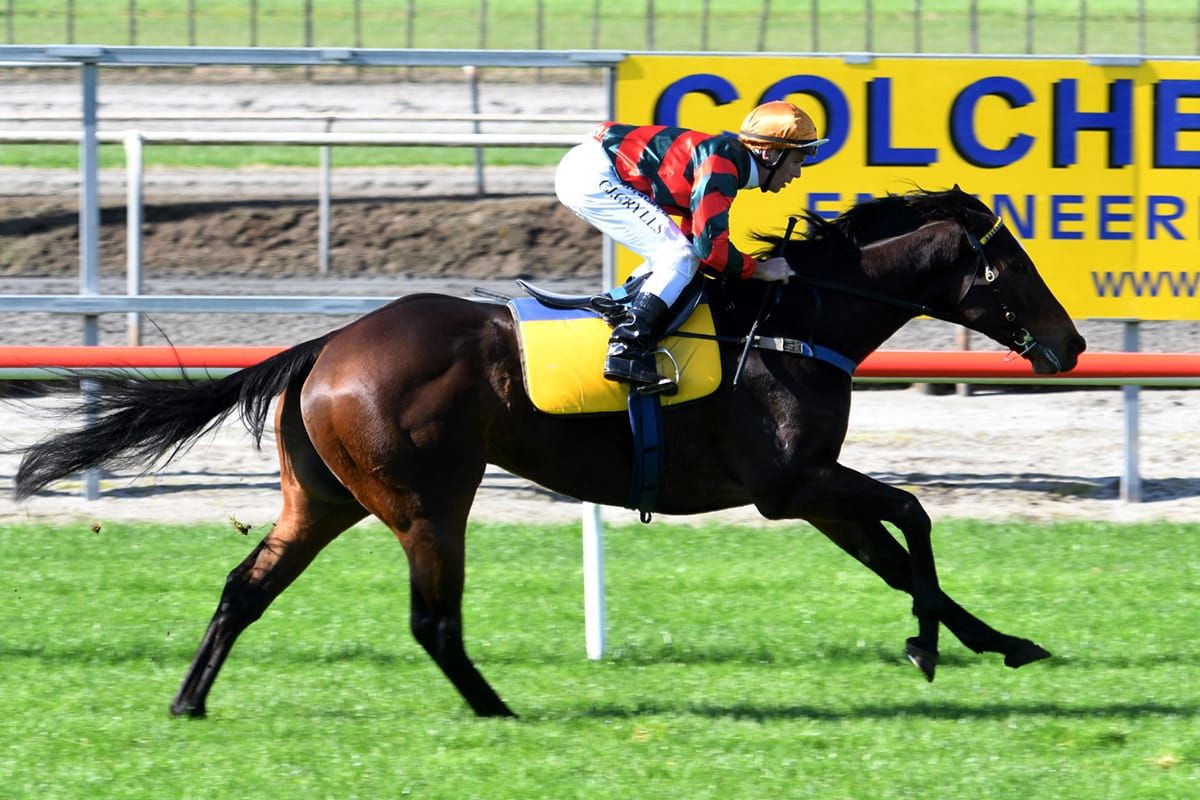 Dragon Leap bounces through fresh-up assignment