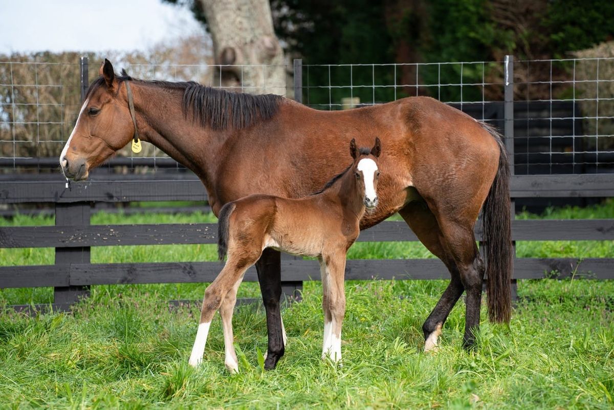 First foal for Eminent