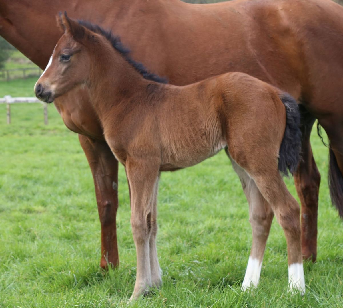 First foal for Staphanos