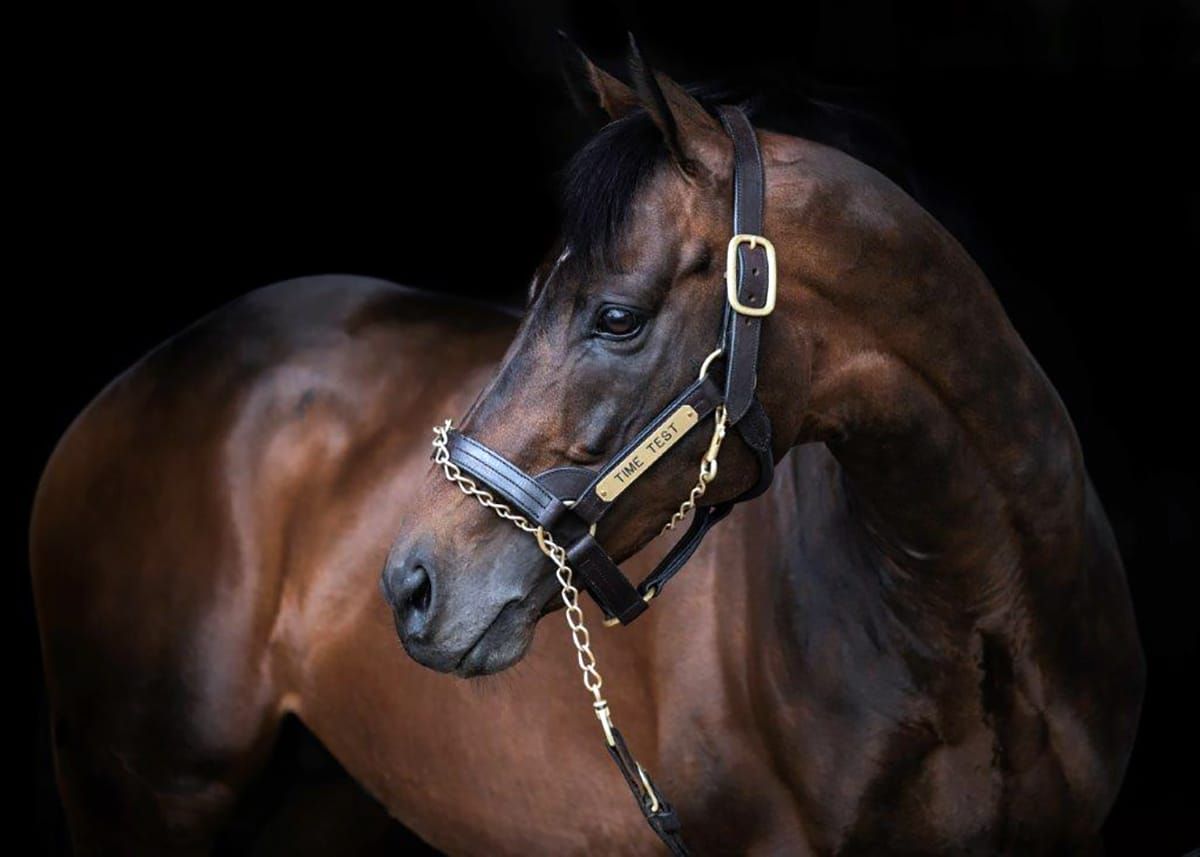 Time Test yearlings on show