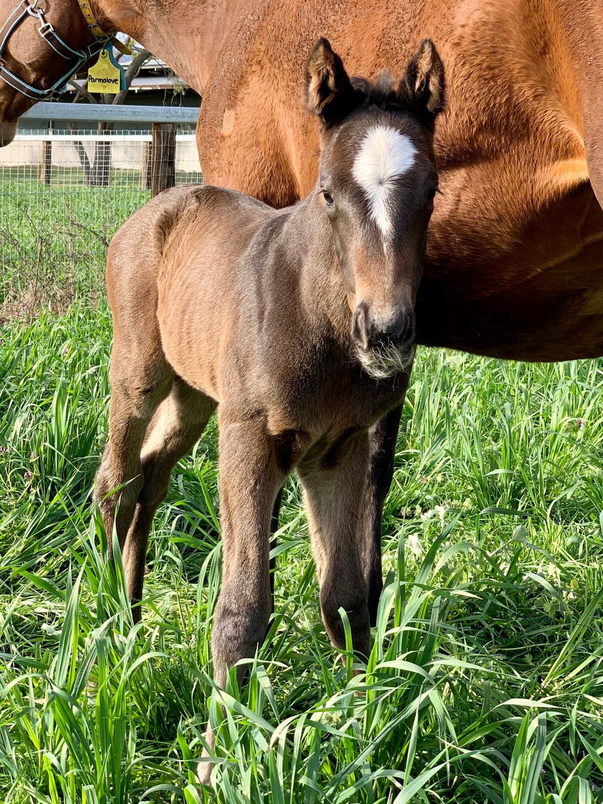 First southern hemisphere foal for U S Navy Flag