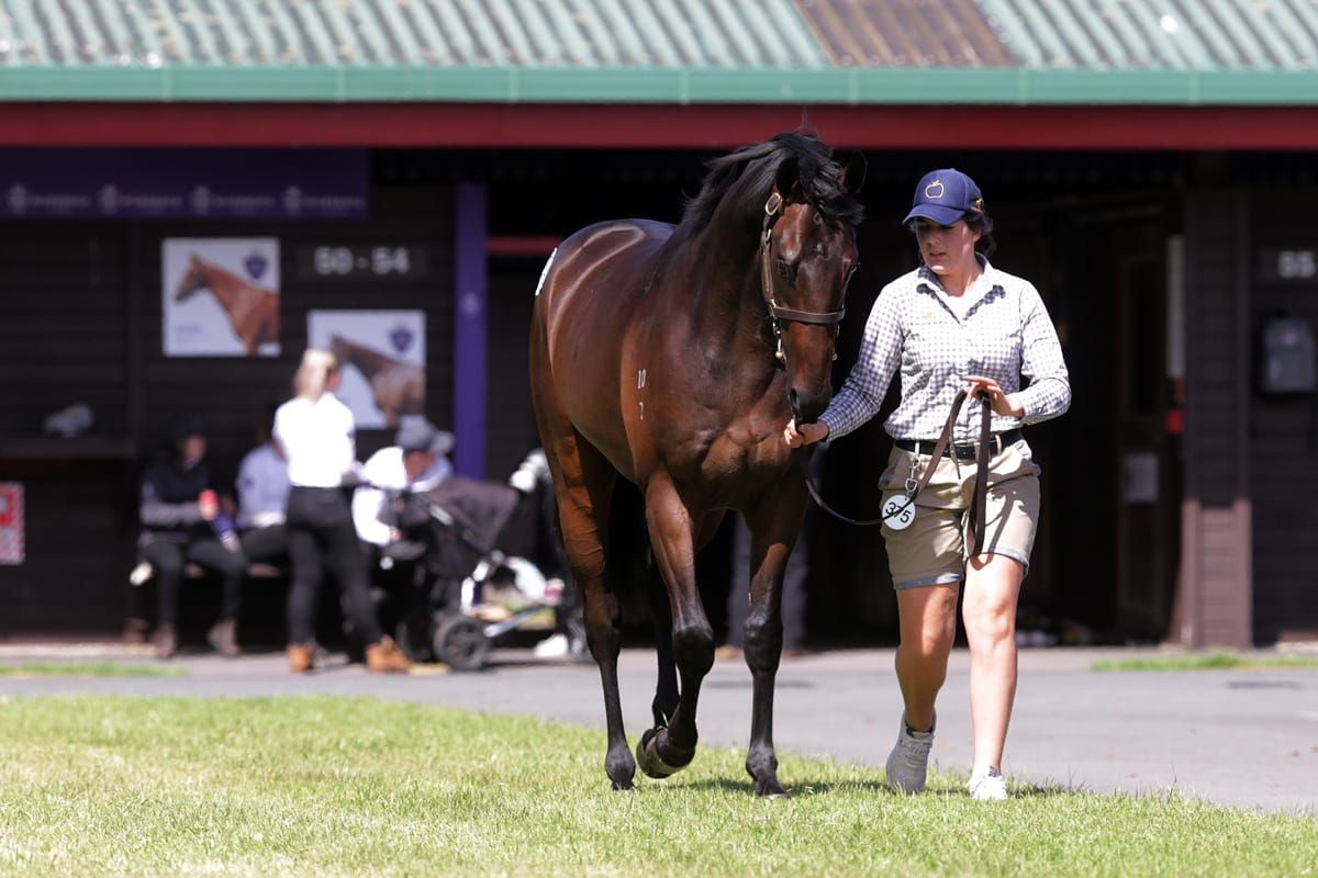 New NZB Ready to Run Sale Trainer Series