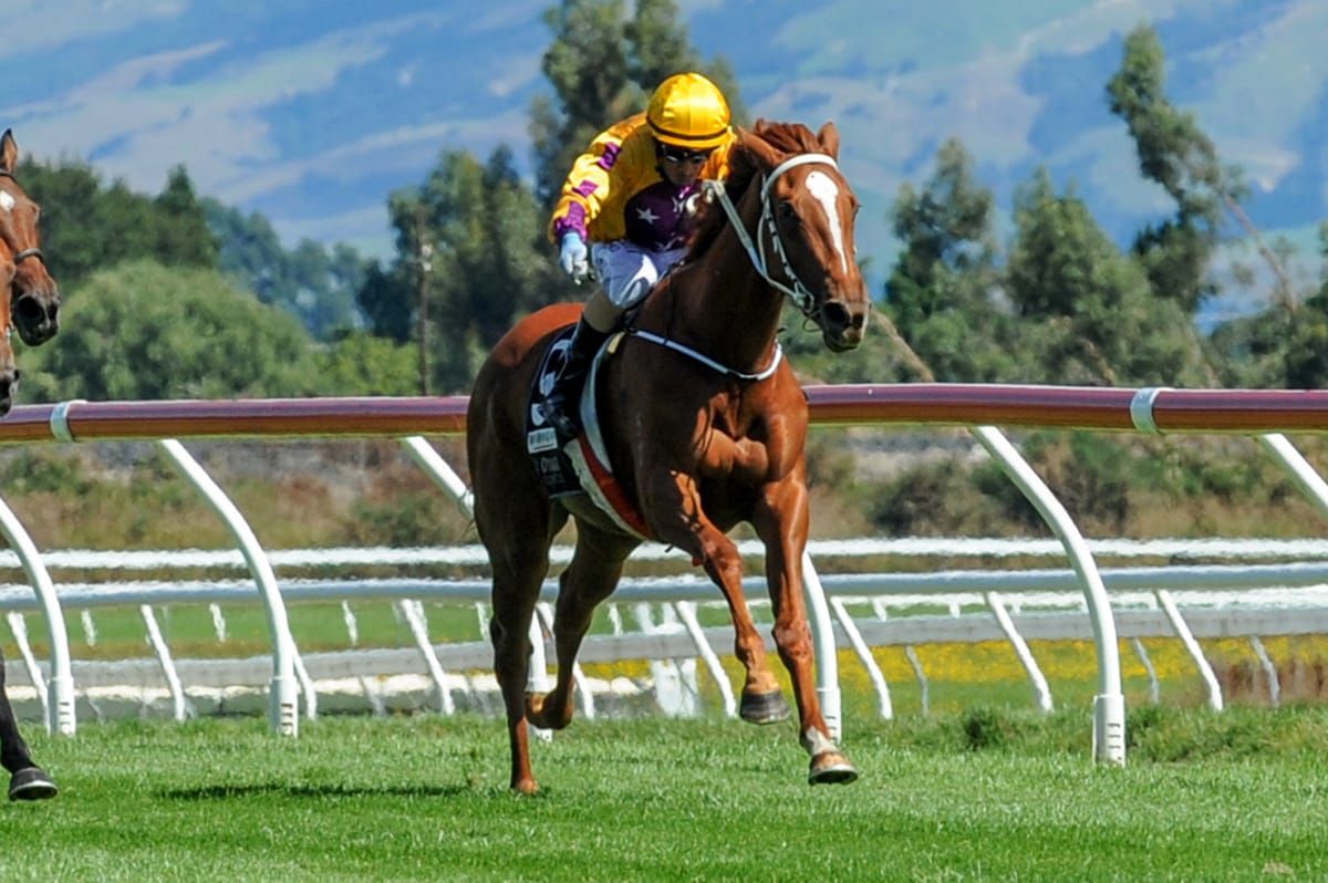 Promising filly kicks off at Ashburton