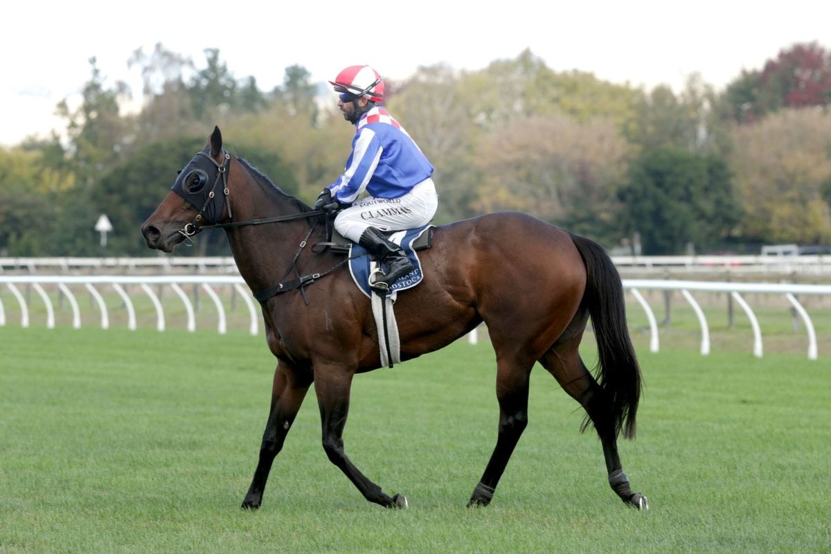 Group One performed mare retired