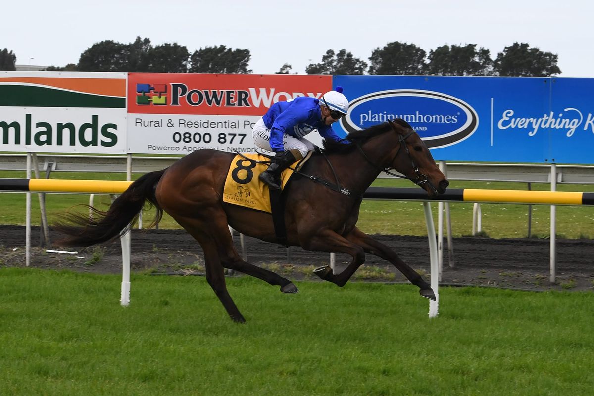 Matamata mare reigns supreme at New Plymouth