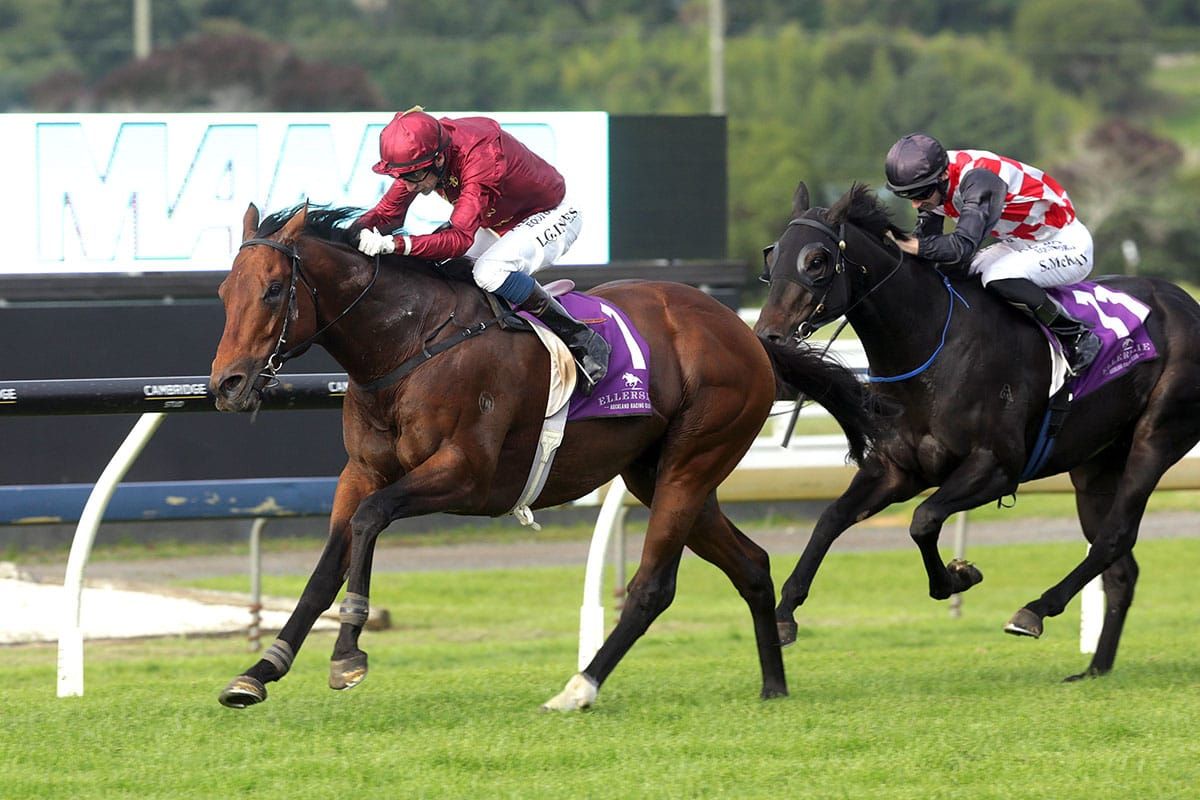 Endless Drama showing zest for racing