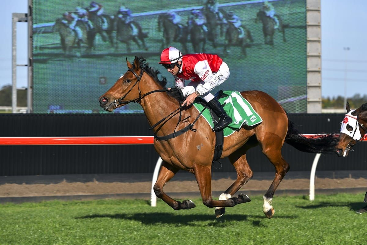 O'Shea’s NZ-bred pair vying for Champion honours