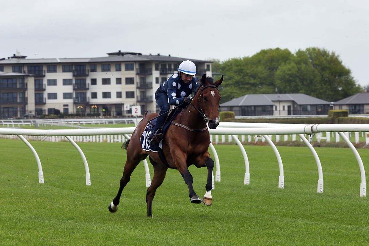 NZB Ready To Run breeze-ups online