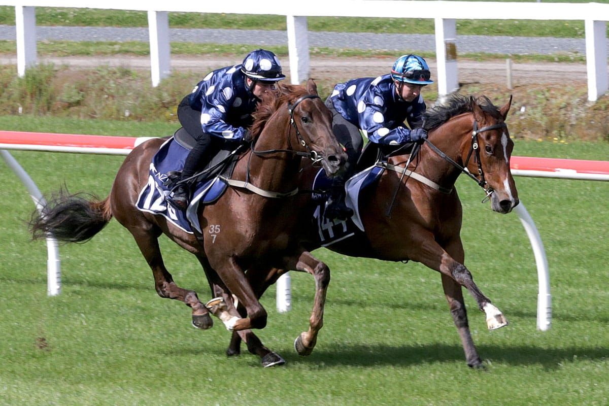 NZB Breeze Ups Give Juveniles a Natural Advantage