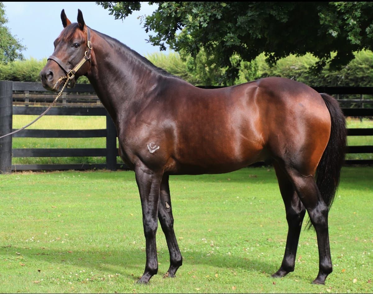 Winners flowing for Mongolian Khan