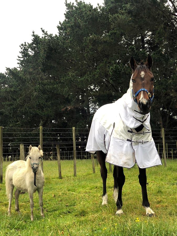 Hong Kong heroes become Welfare Ambassadors