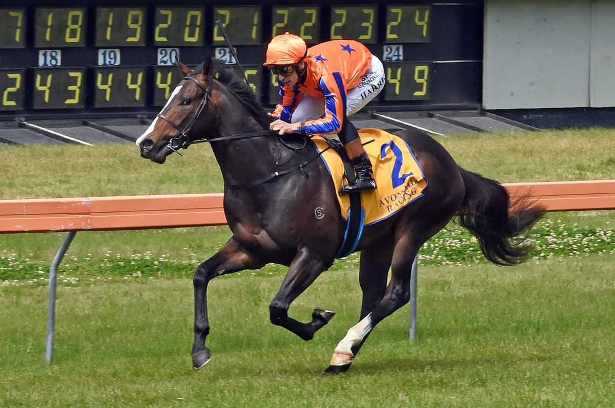 Sophisticardo wins in eventful debut