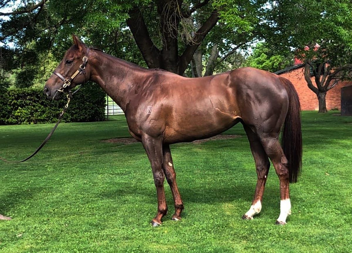 Spanish Whisper sets online record