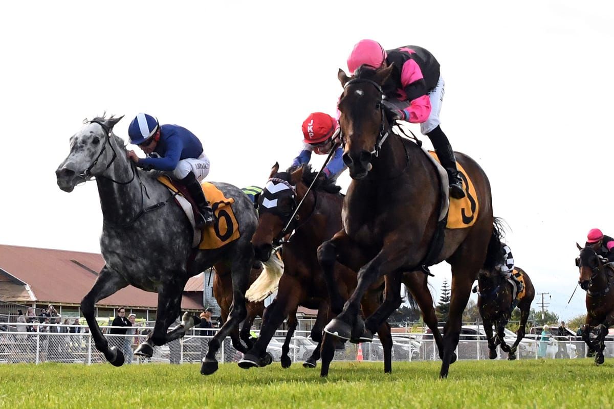 Matamata mare reigns supreme at Hawera