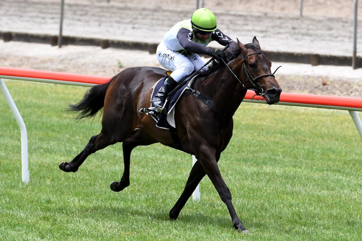 Tokorangi primed for Soliloquy