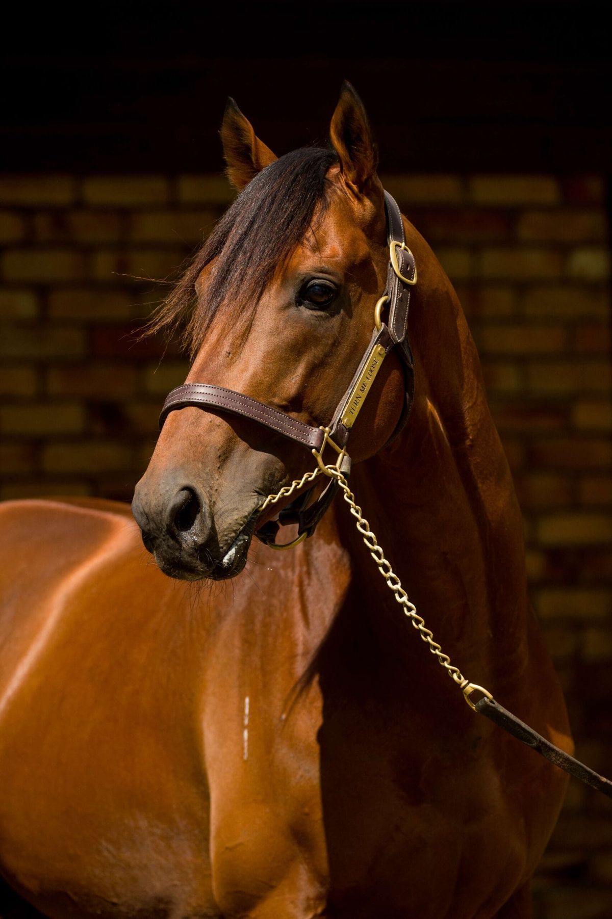 First trial winner for Turn Me Loose