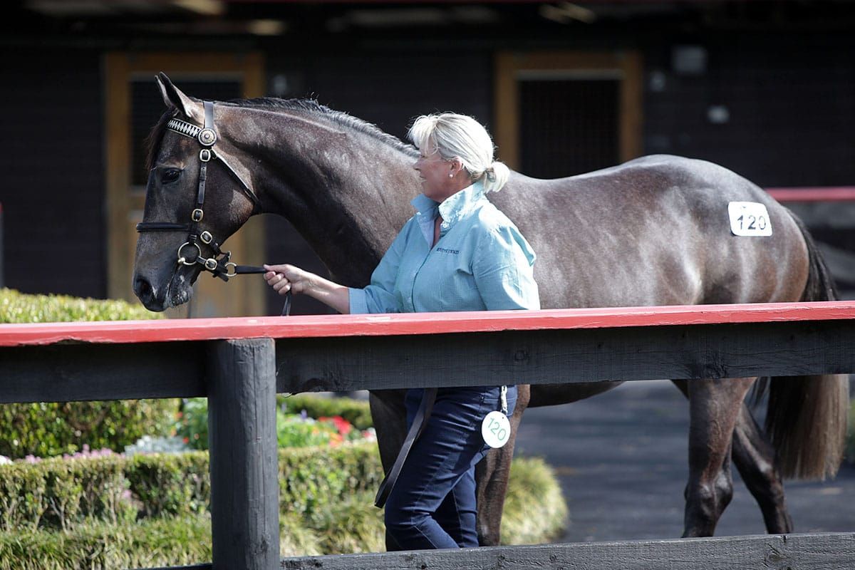 Lucrative pinhook a family affair
