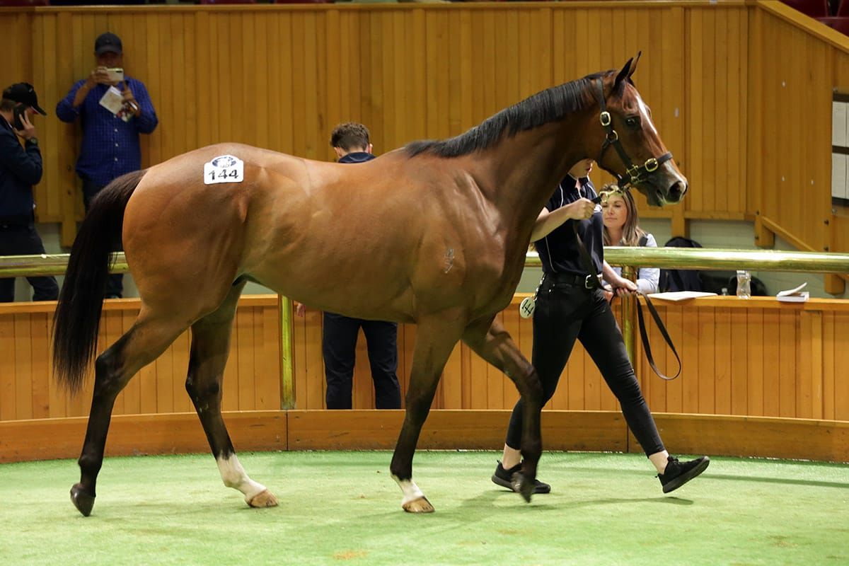 NZB online bidding registration open