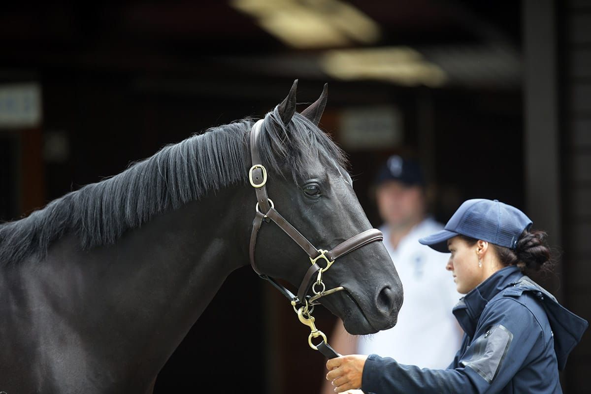 Online bidding platform well-utilised at Karaka