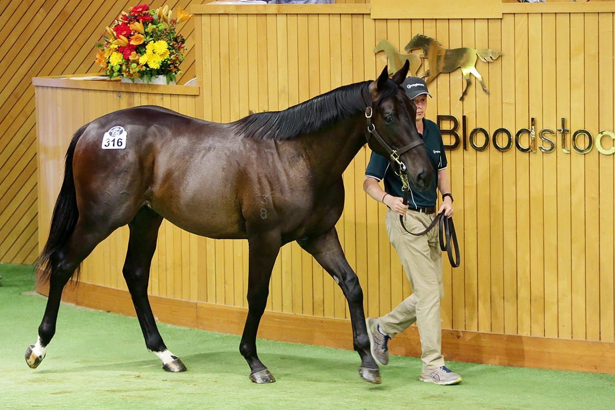 Khufu ready to reign at Ellerslie