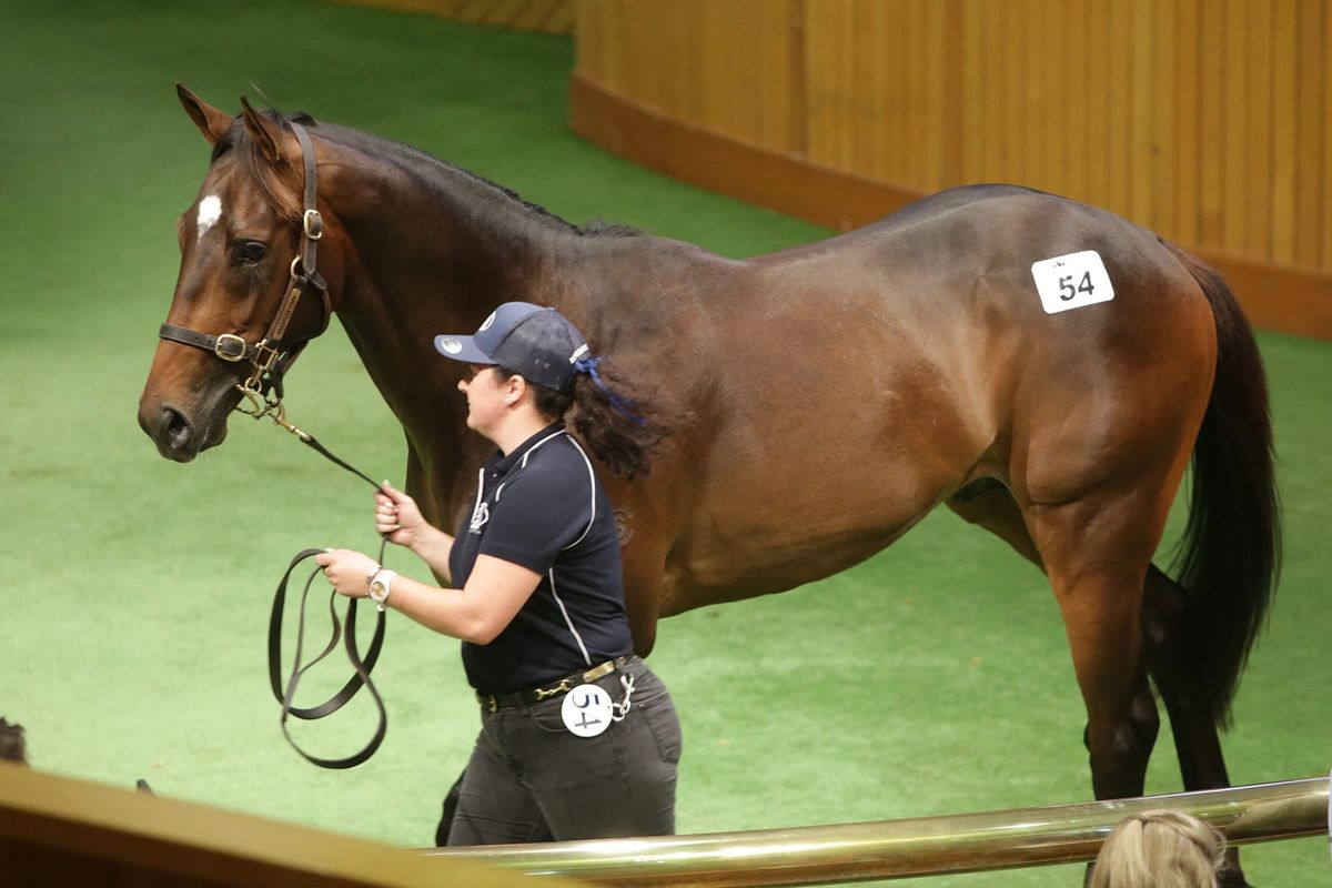 Expectations Exceeded on Day One of NZB’s Ready to Run Sale