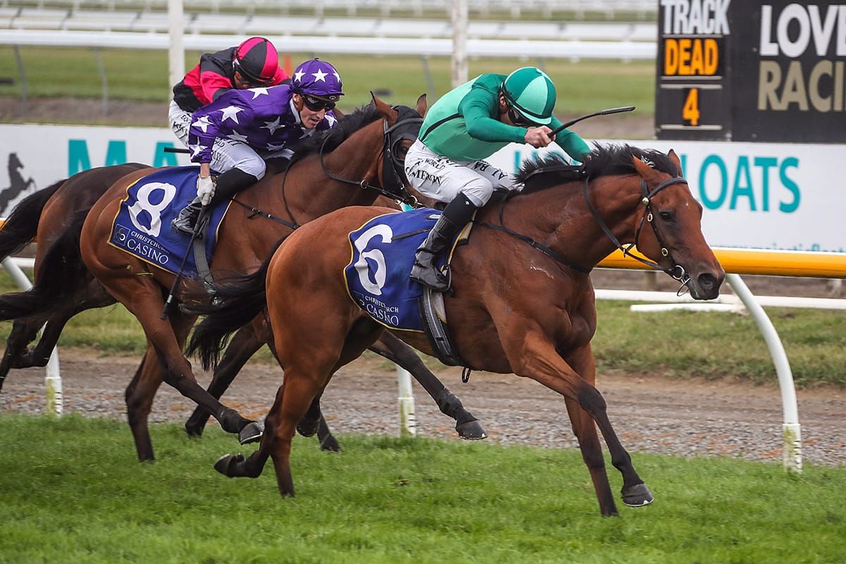 Zed mare ready to shine in New Zealand Cup