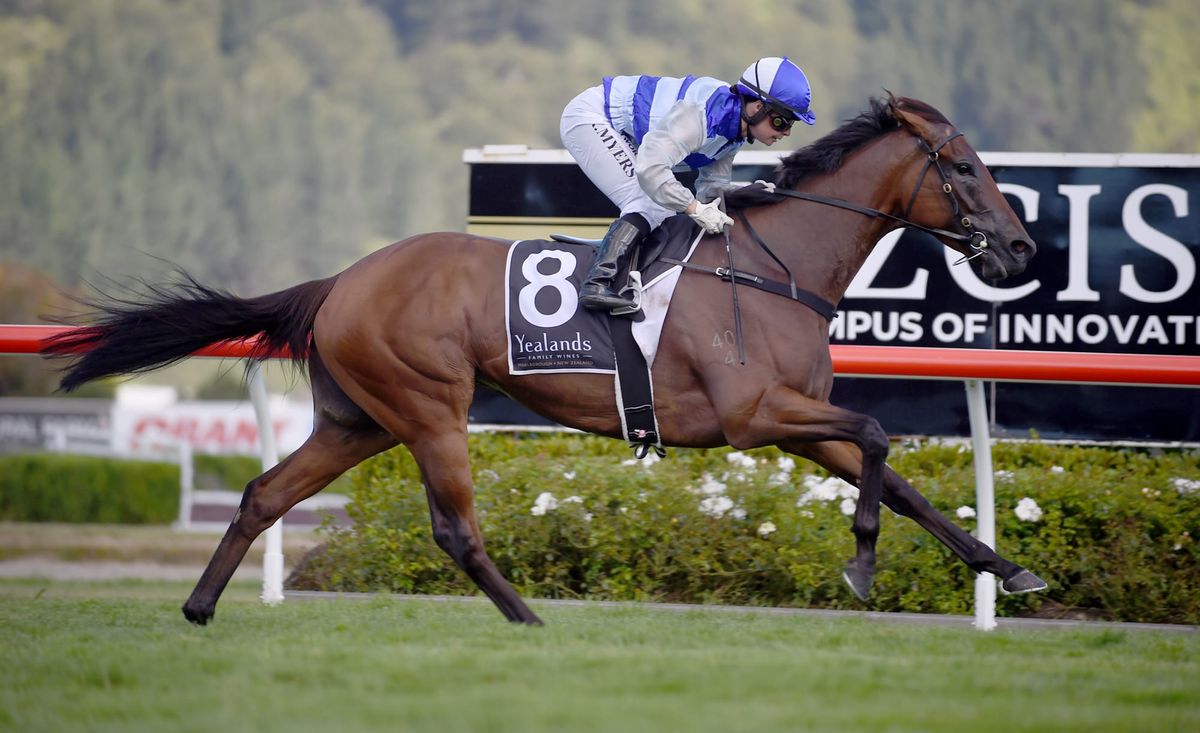 Broodmare paddock beckons Supera