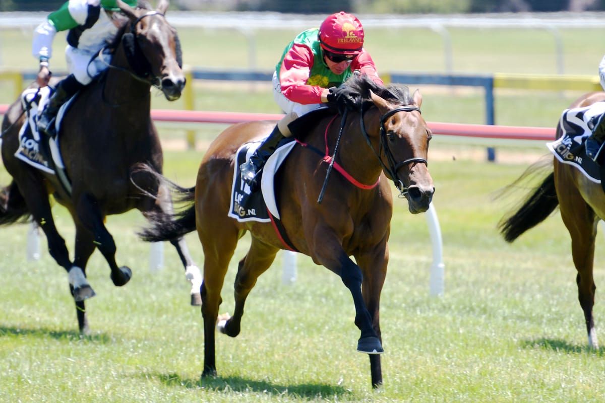 Blueblood filly wins on debut at Rotorua