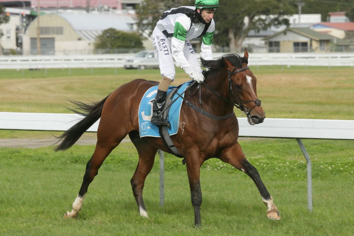 The Irishman pleases at Te Aroha