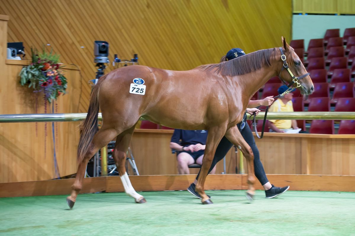 Solid Trade Continues Into First Session of Book 2