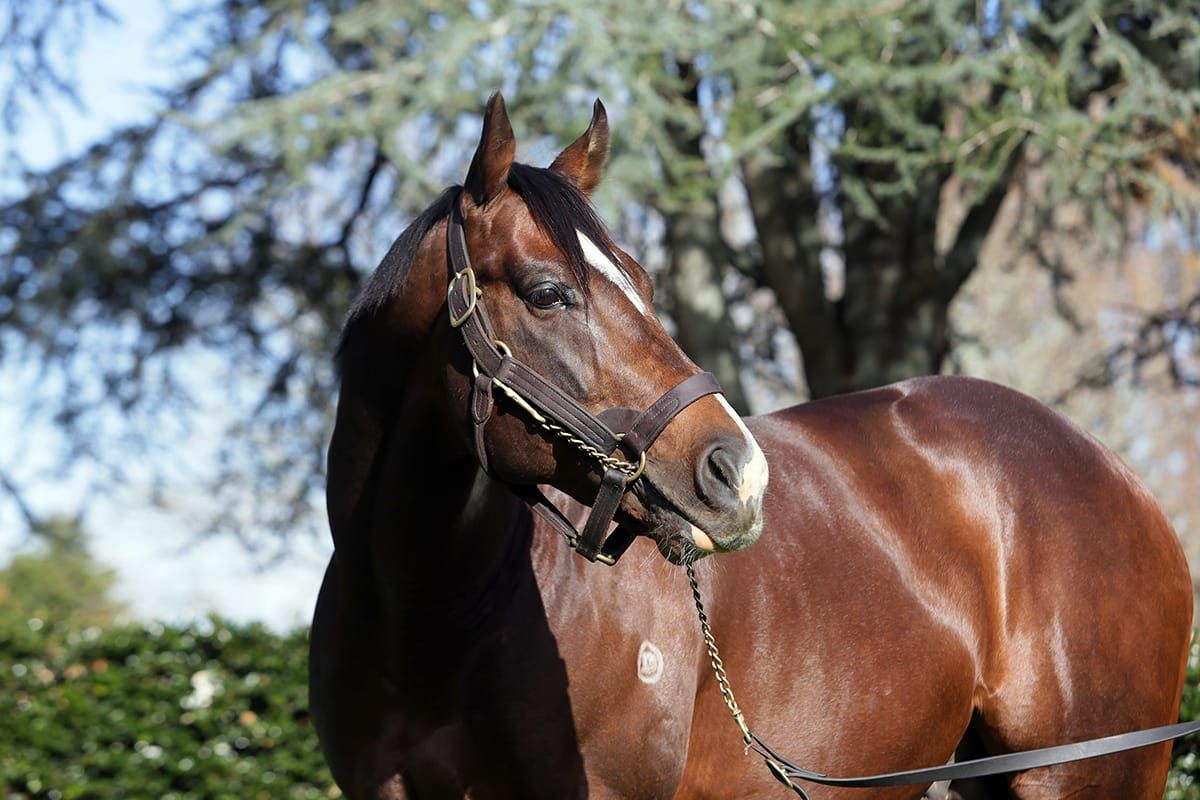 Contributer generating excitement prior to yearling sales