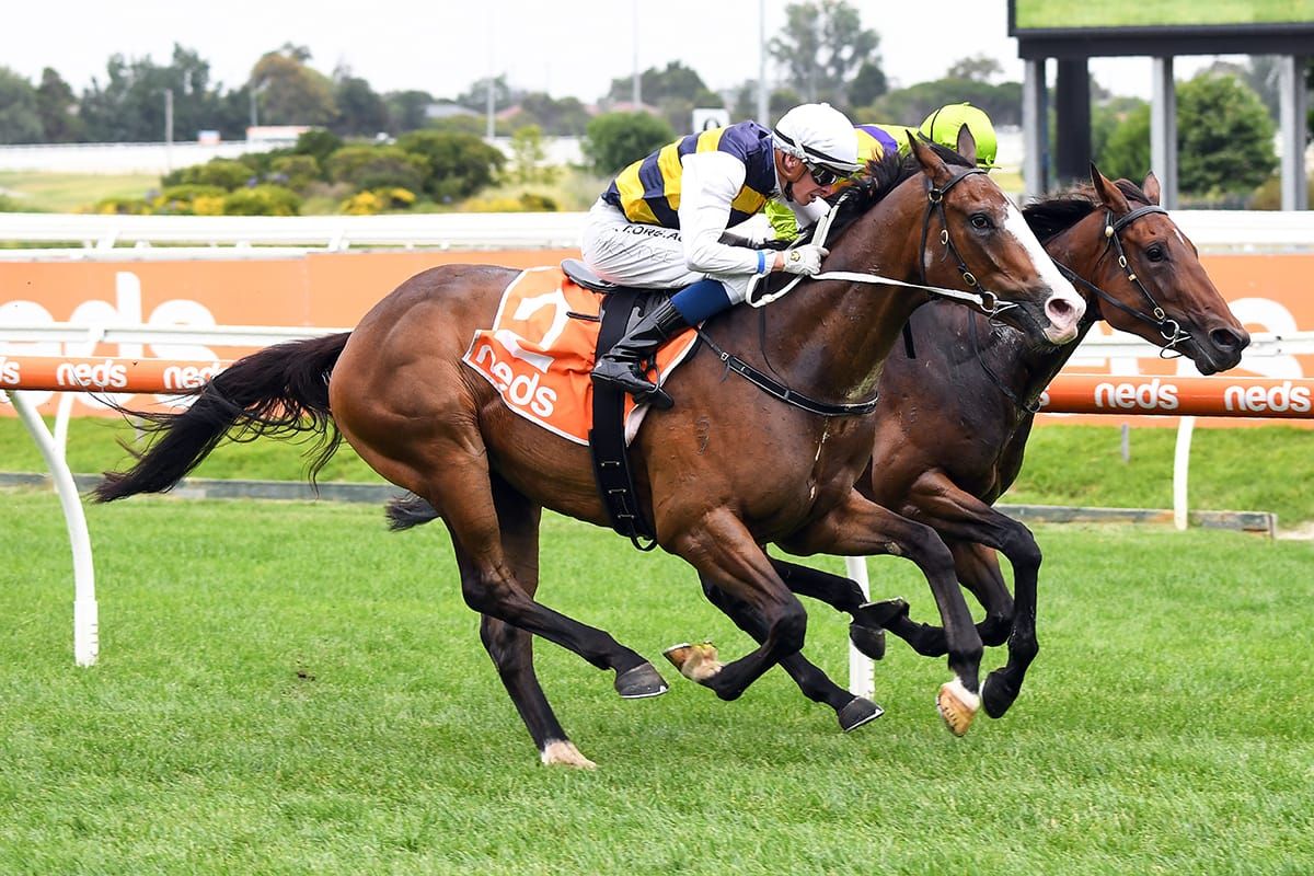 Kiwi recruits make presence felt at Caulfield