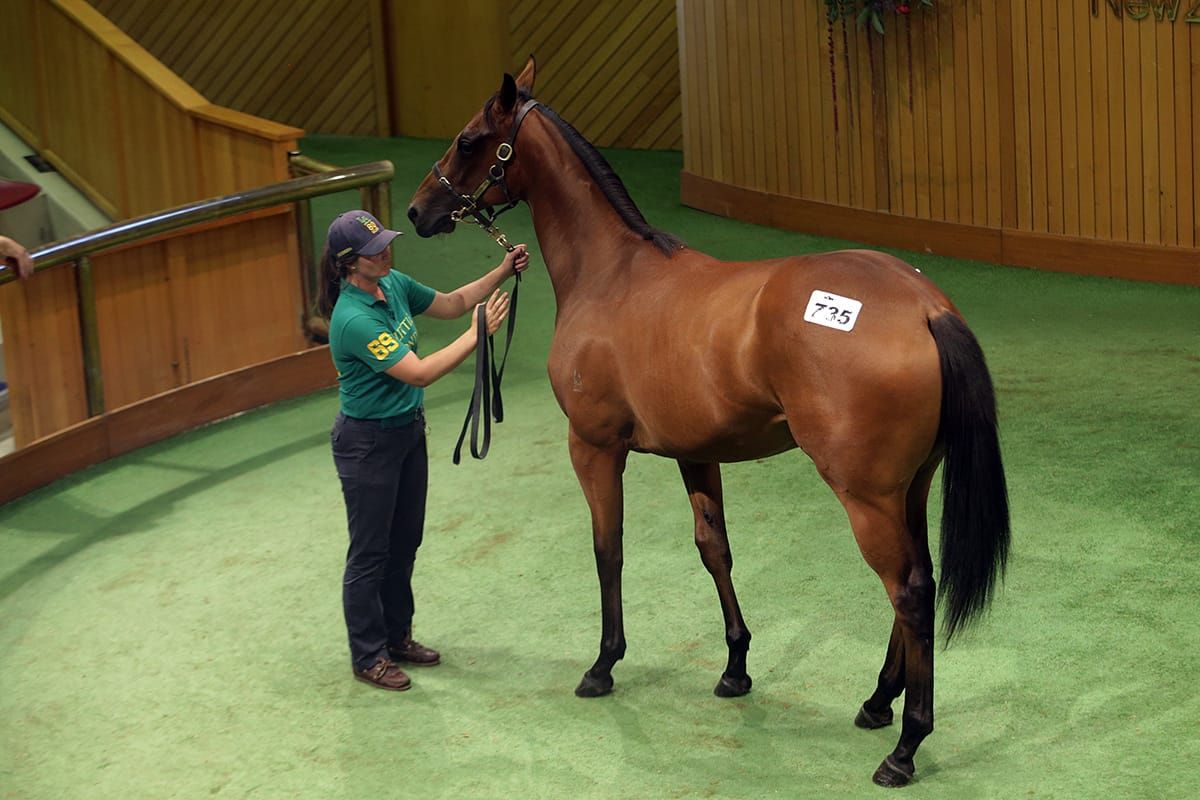 Harding follows tested path with Per Incanto filly