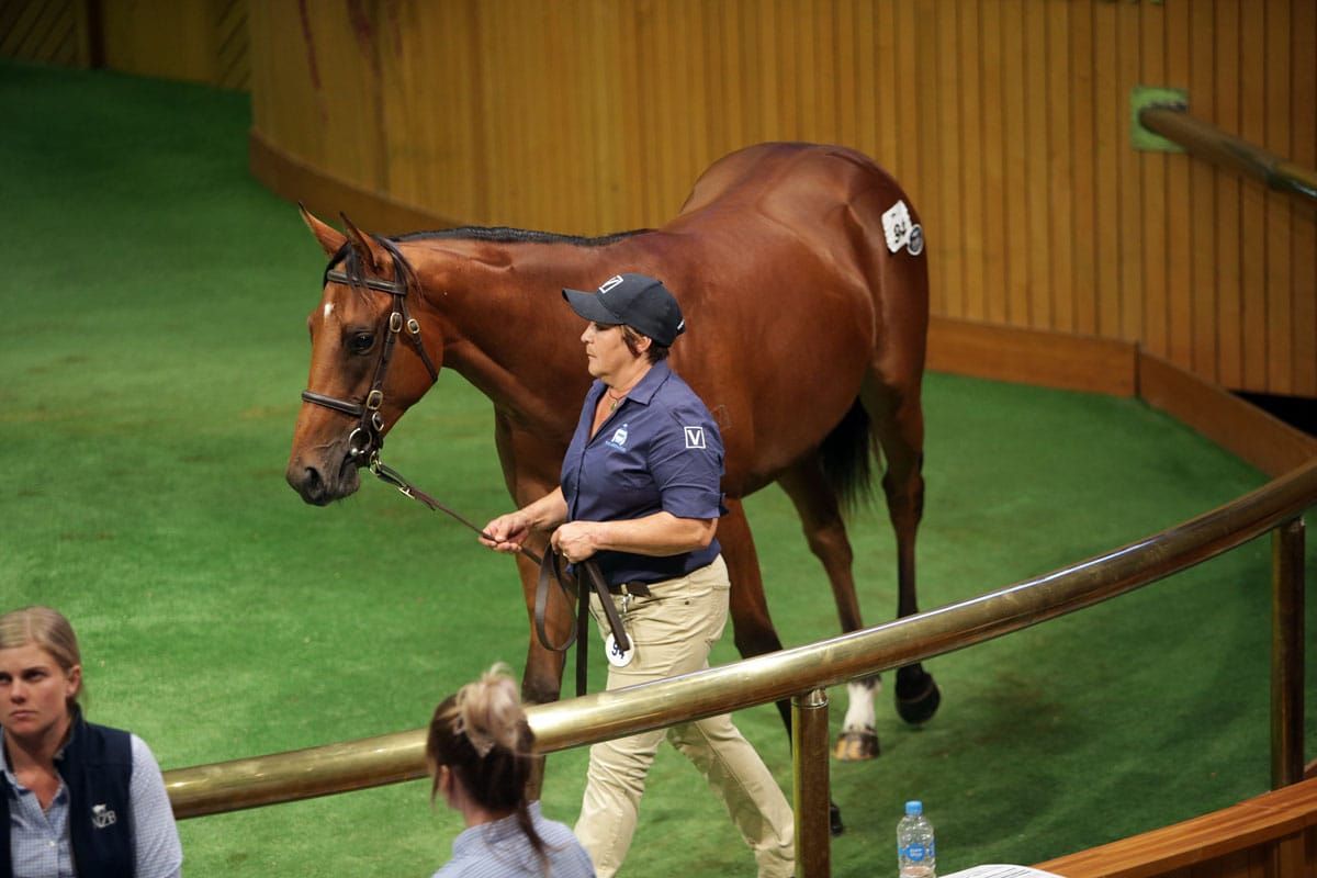 Filly attracts international thoroughbred powerhouse
