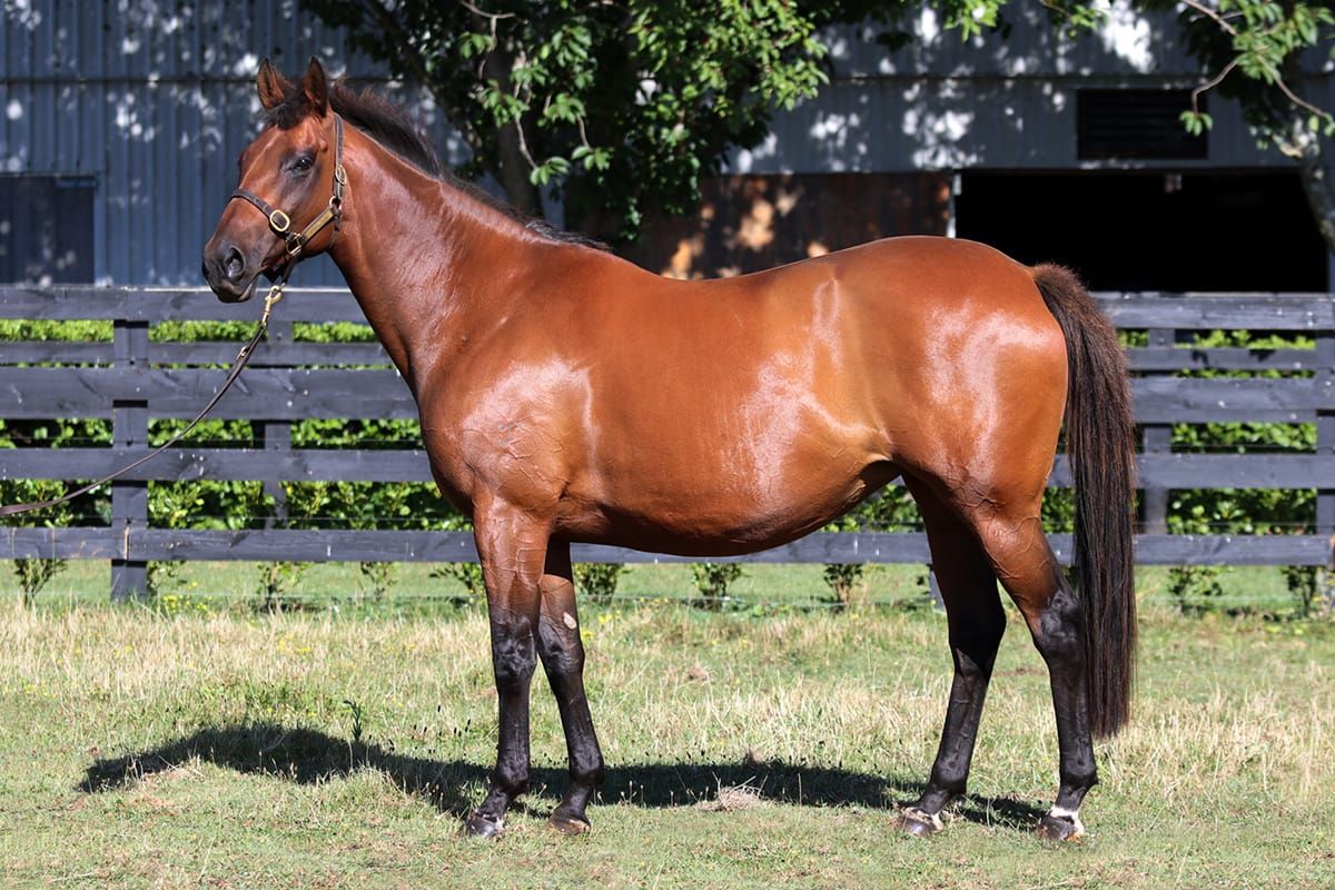 Bumper 71 Lot catalogue live on gavelhouse.com